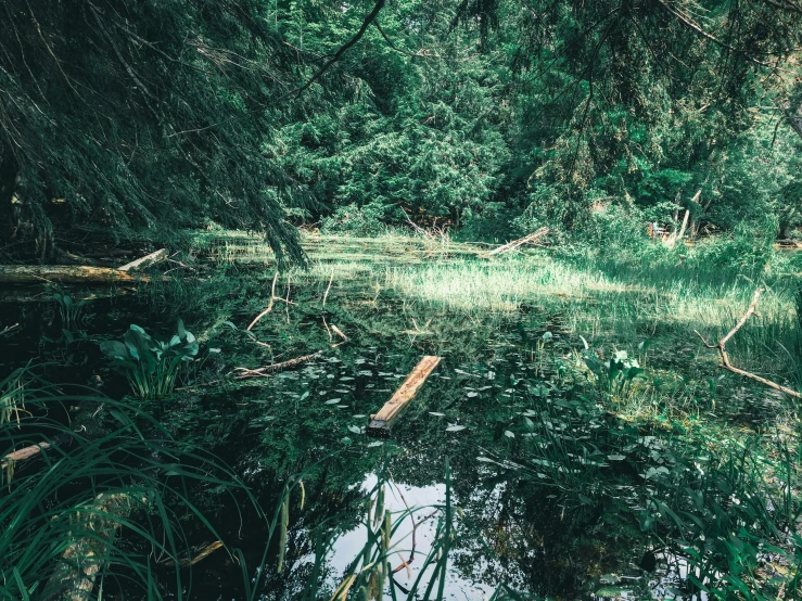 a shallow pond full of water surrounded by trees