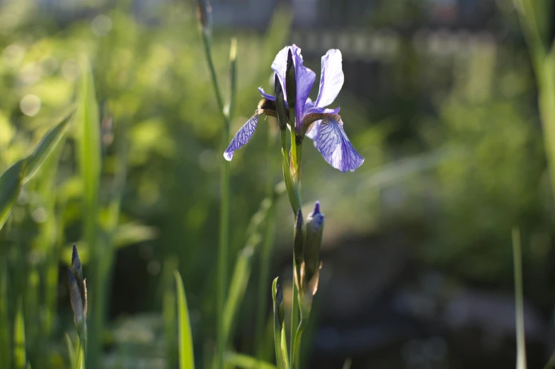 a purple flower that is on a plant with grass