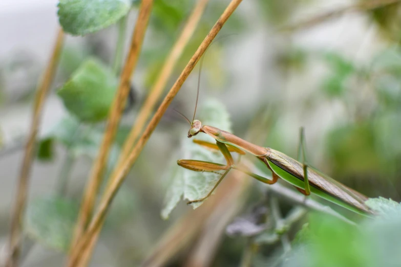 a large praying insect standing on top of grass