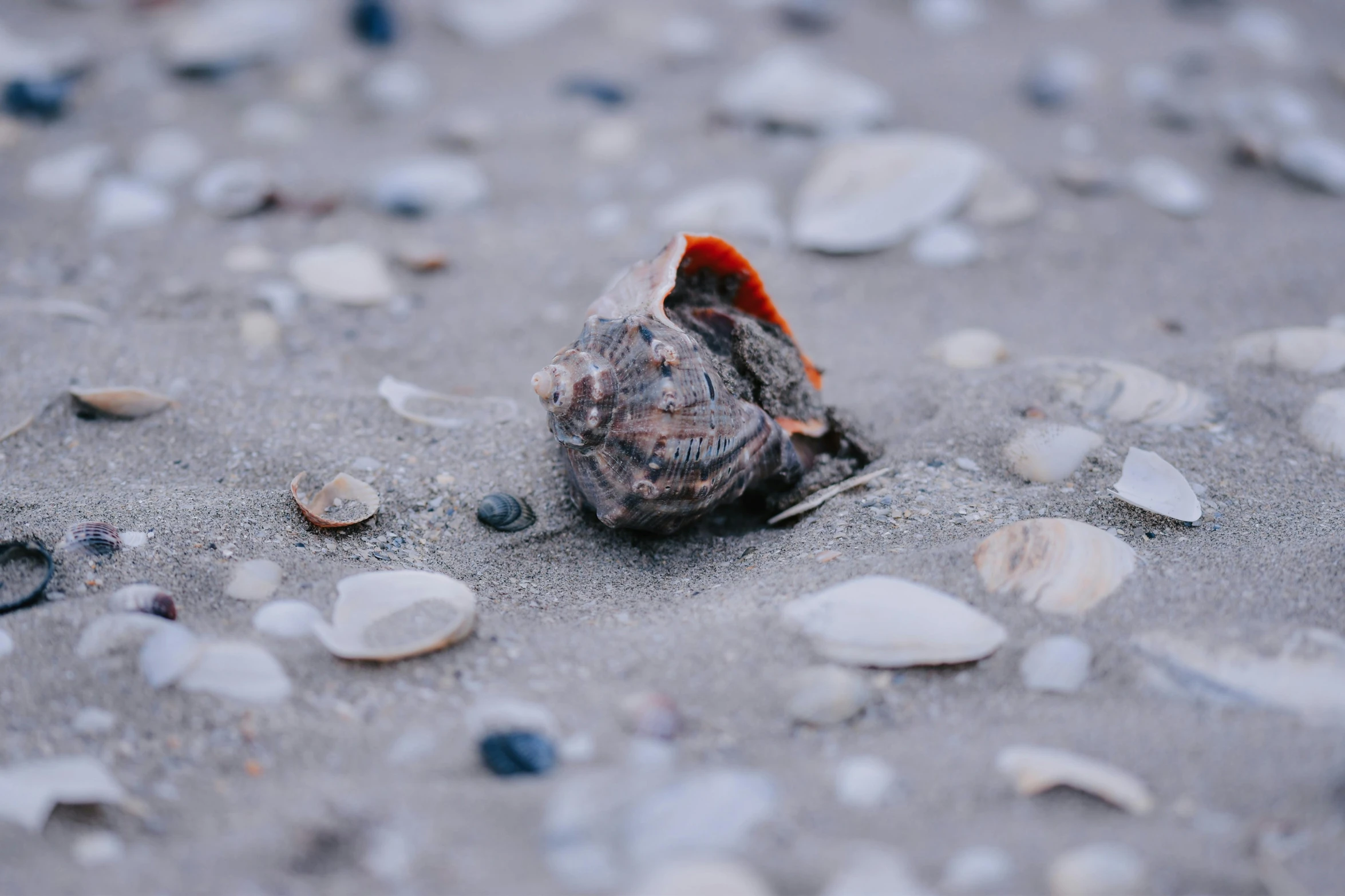 a sea shell sits on the sand with conkers