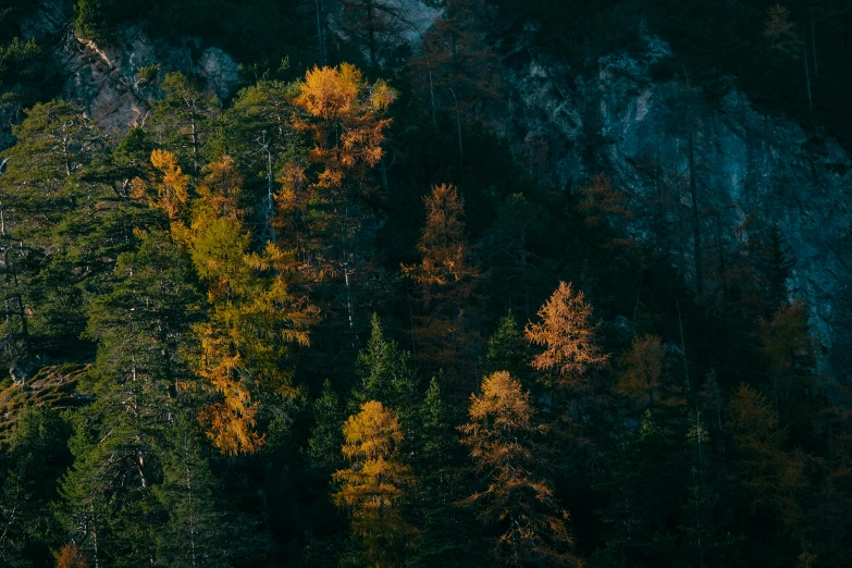 a view of the forest from above with trees changing colors
