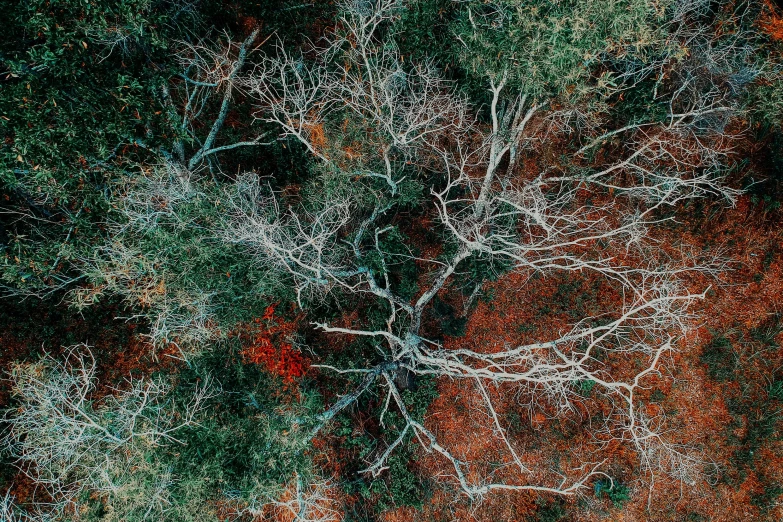 a green, brown and white tree is seen in this image