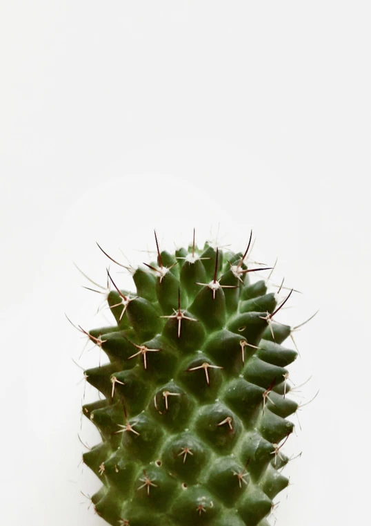 small cactus on a white background next to an odd shaped object