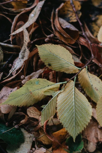 a green leaf with brown and white leaves