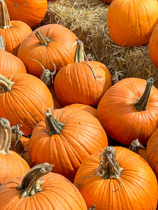 many orange pumpkins are on a hay covered patch