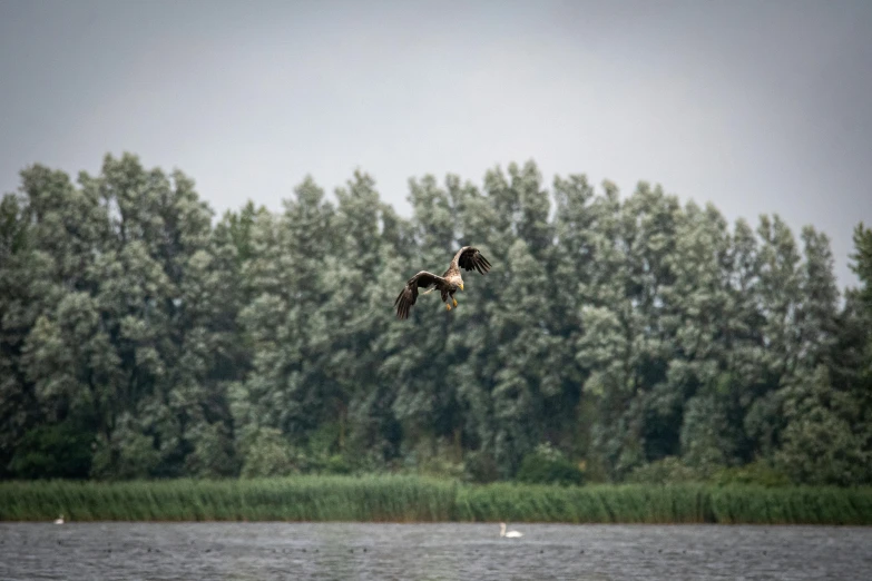 there is a bird flying over water near a forest