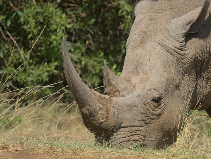 close up view of the head and horns of a large black rhino