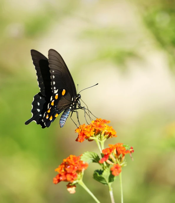 a erfly that is on some orange and yellow flowers