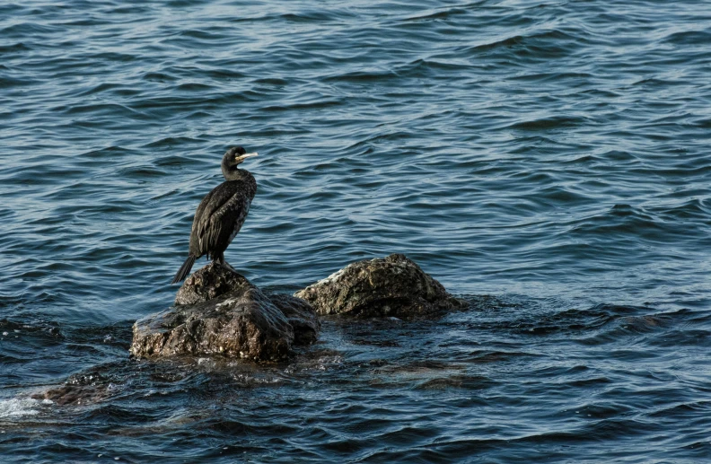 a bird sits on a rock in the ocean