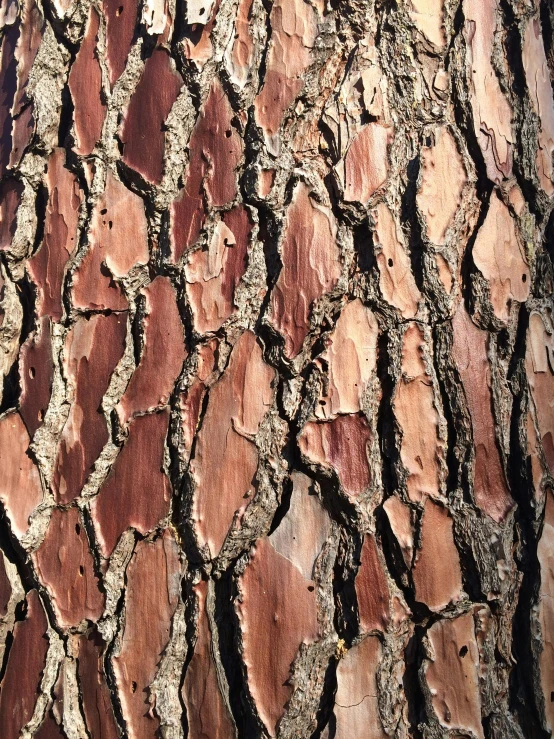 a very close up of a tree trunk with s in it