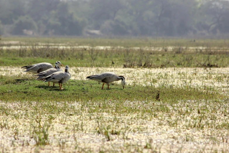 a flock of birds standing on a dry grass covered field