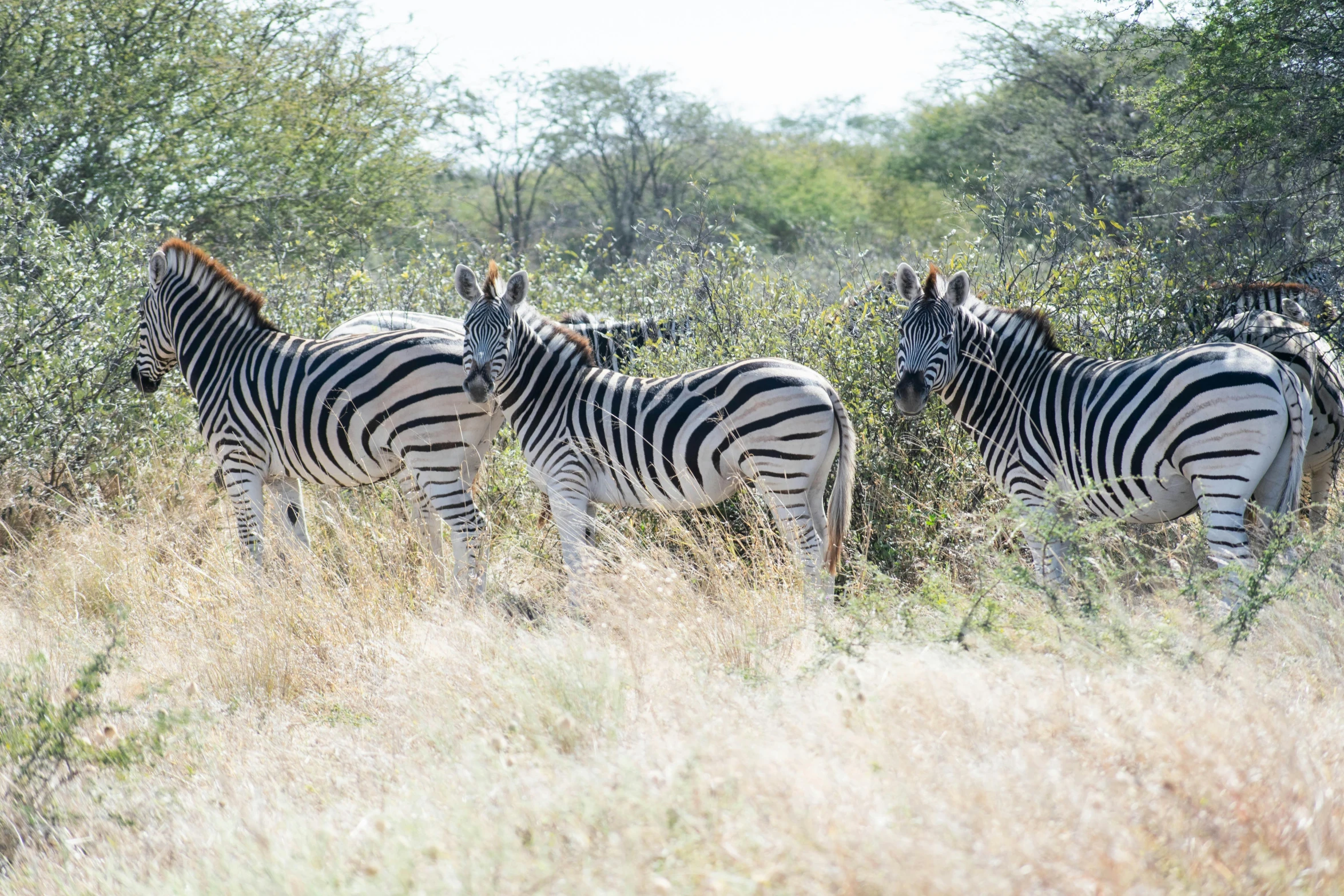 a group of zes are standing in tall grasses