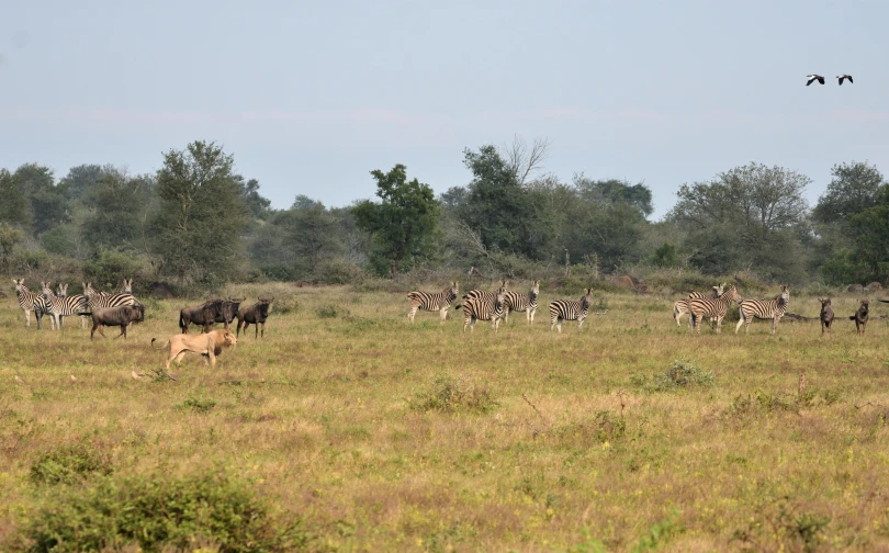 the animals in the field are standing together