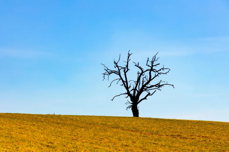 a tree in the middle of a large field