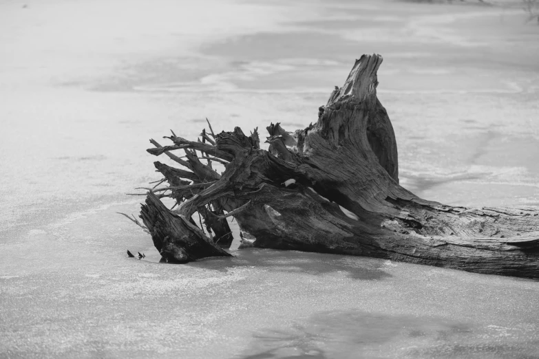 an old driftwood standing out of the water and sand