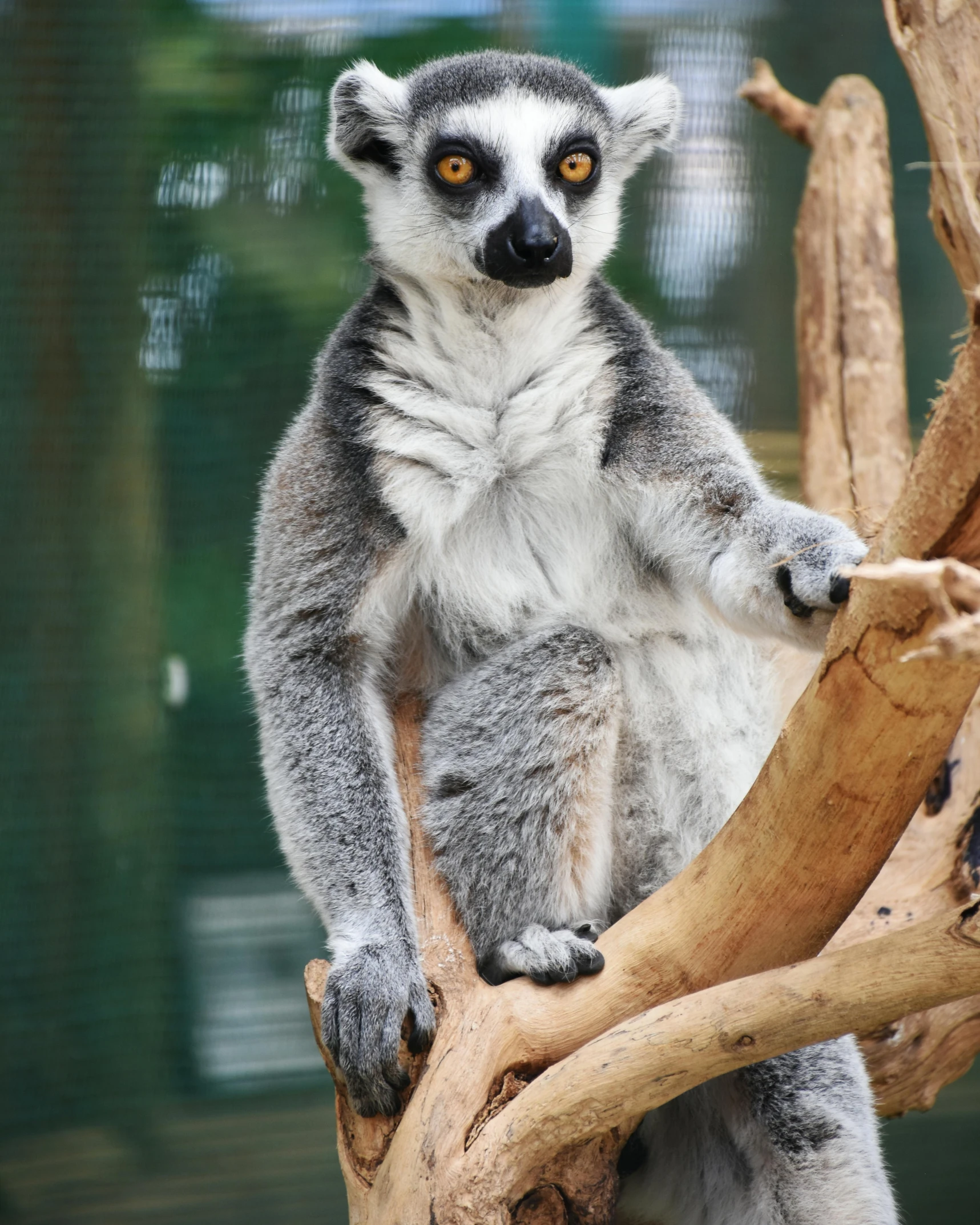 the gray lemura sits in the tree, perched on the limb