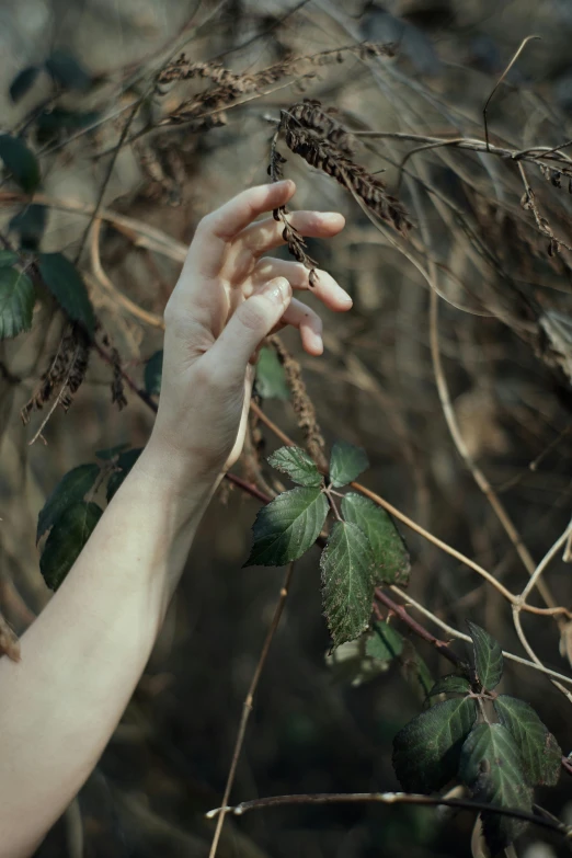 someone is reaching for some weeds and leaves