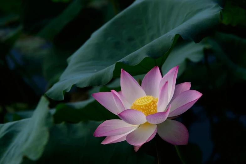 a large pink and yellow lotus in the water