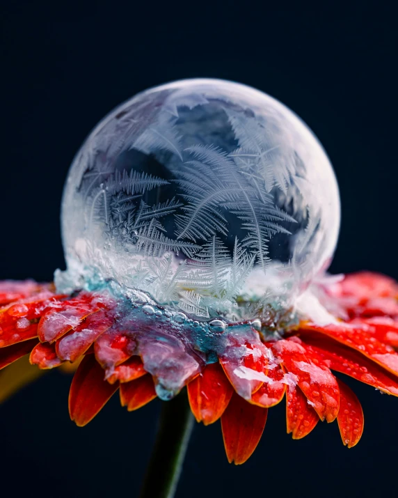 a close up view of water droplets on the petals