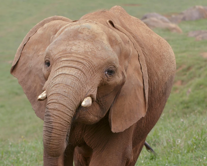 an elephant stands in the grass, with its trunk up