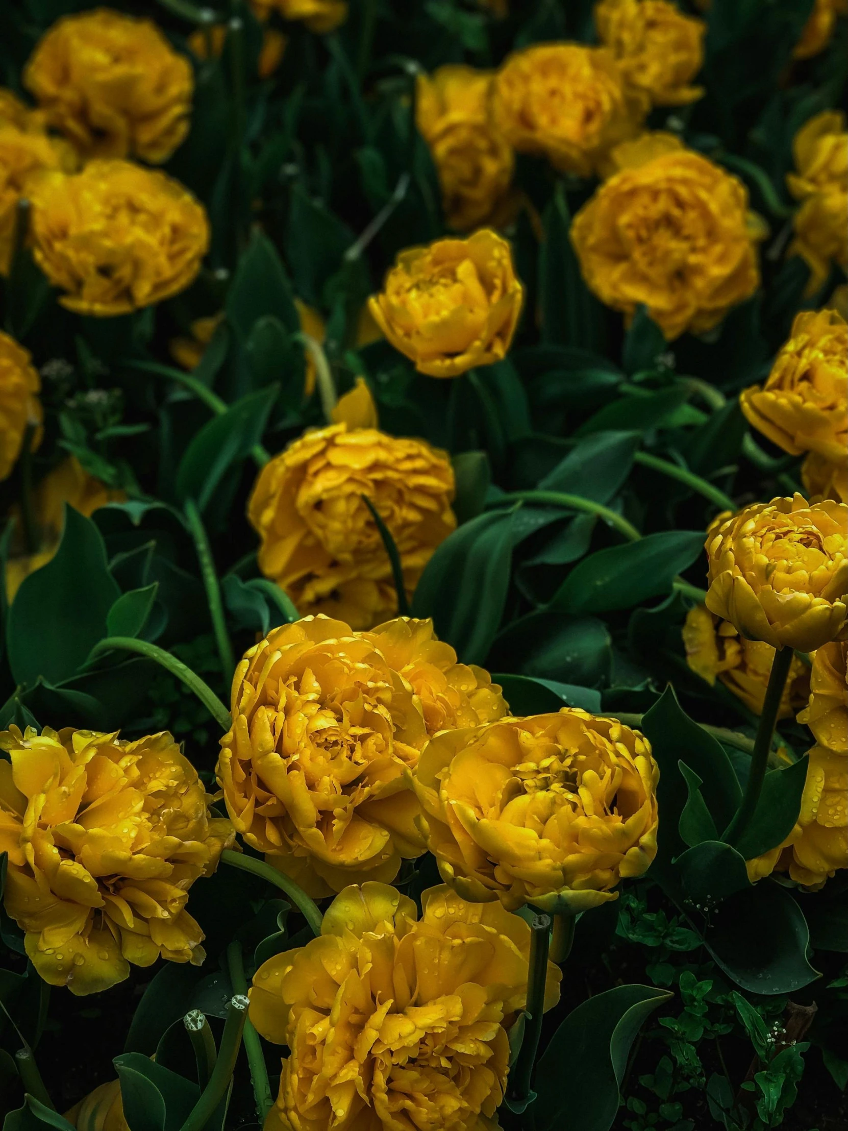 some very pretty yellow flowers with green leaves