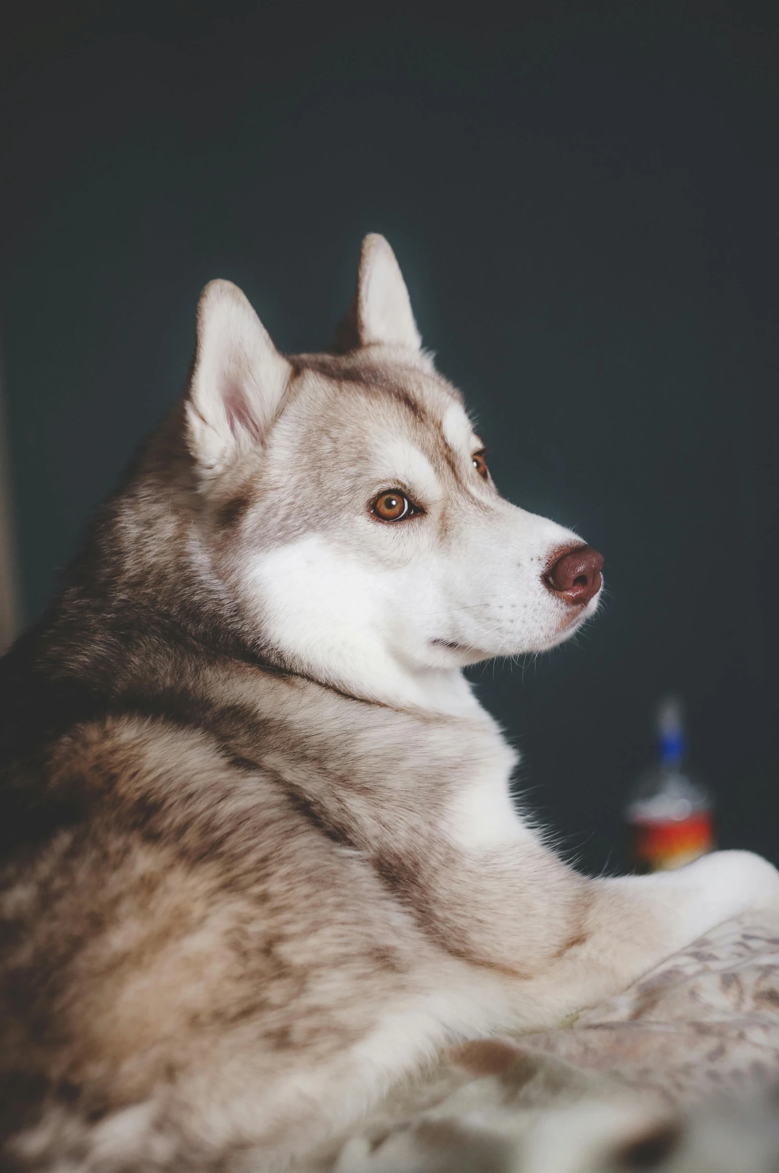 the close up picture shows a dog's head and the ears