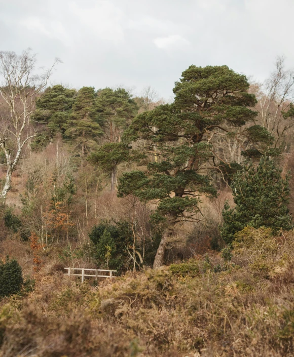 trees with some dirt and grass near a hill