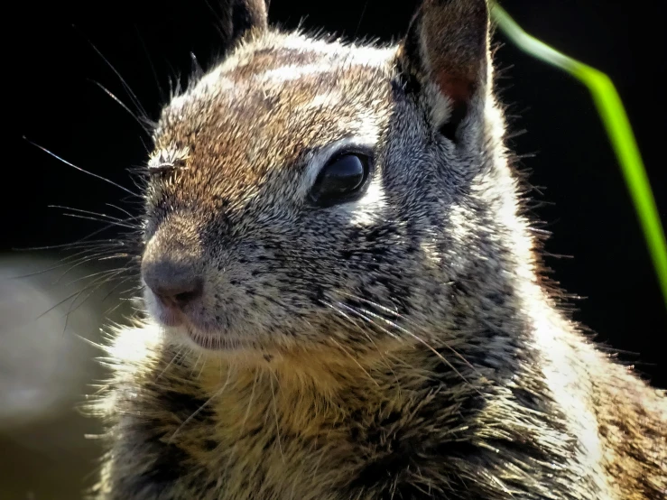 an animal is shown in the sunlight, outside