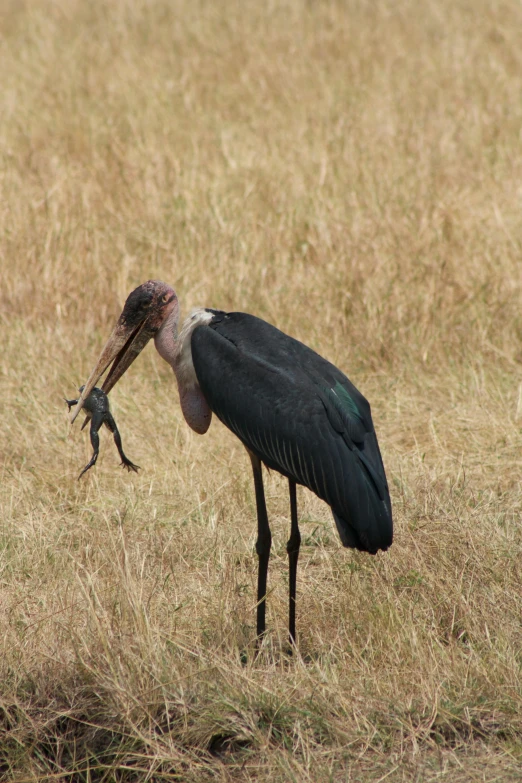 a large bird with it's beak open in the tall grass