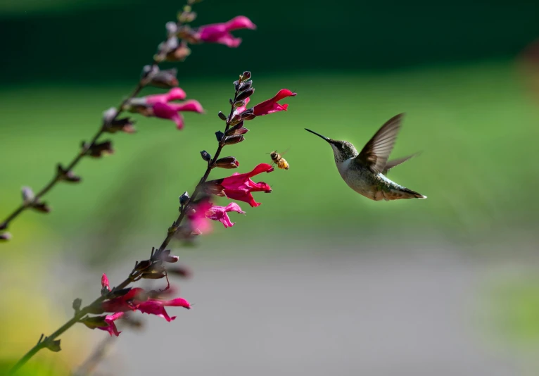 a hummingbird hovering at some purple flowers