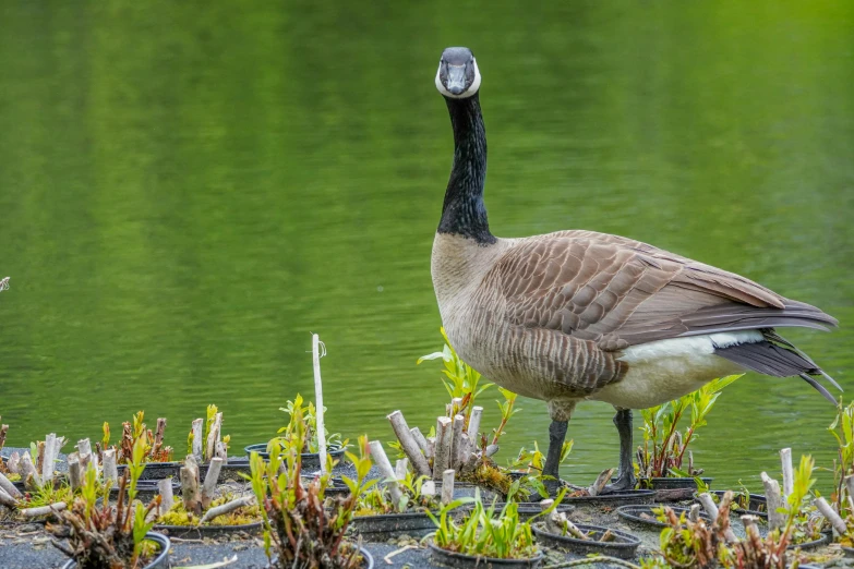 a duck standing in water near grass and dirt