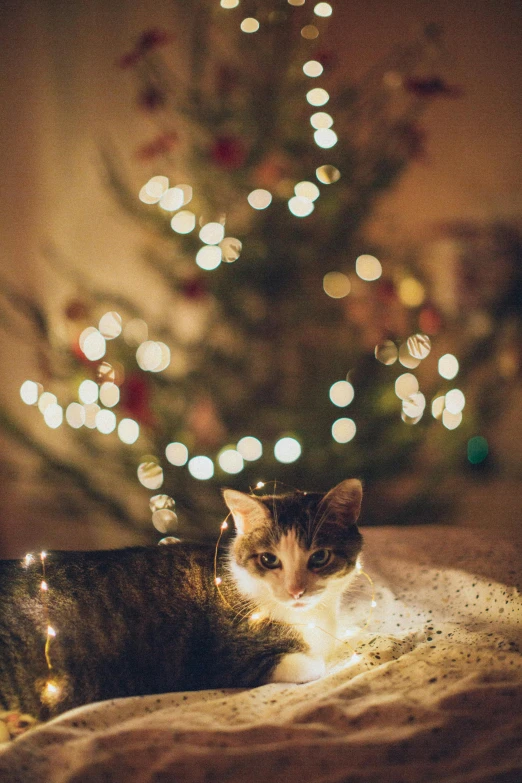 a cat resting in front of a christmas tree