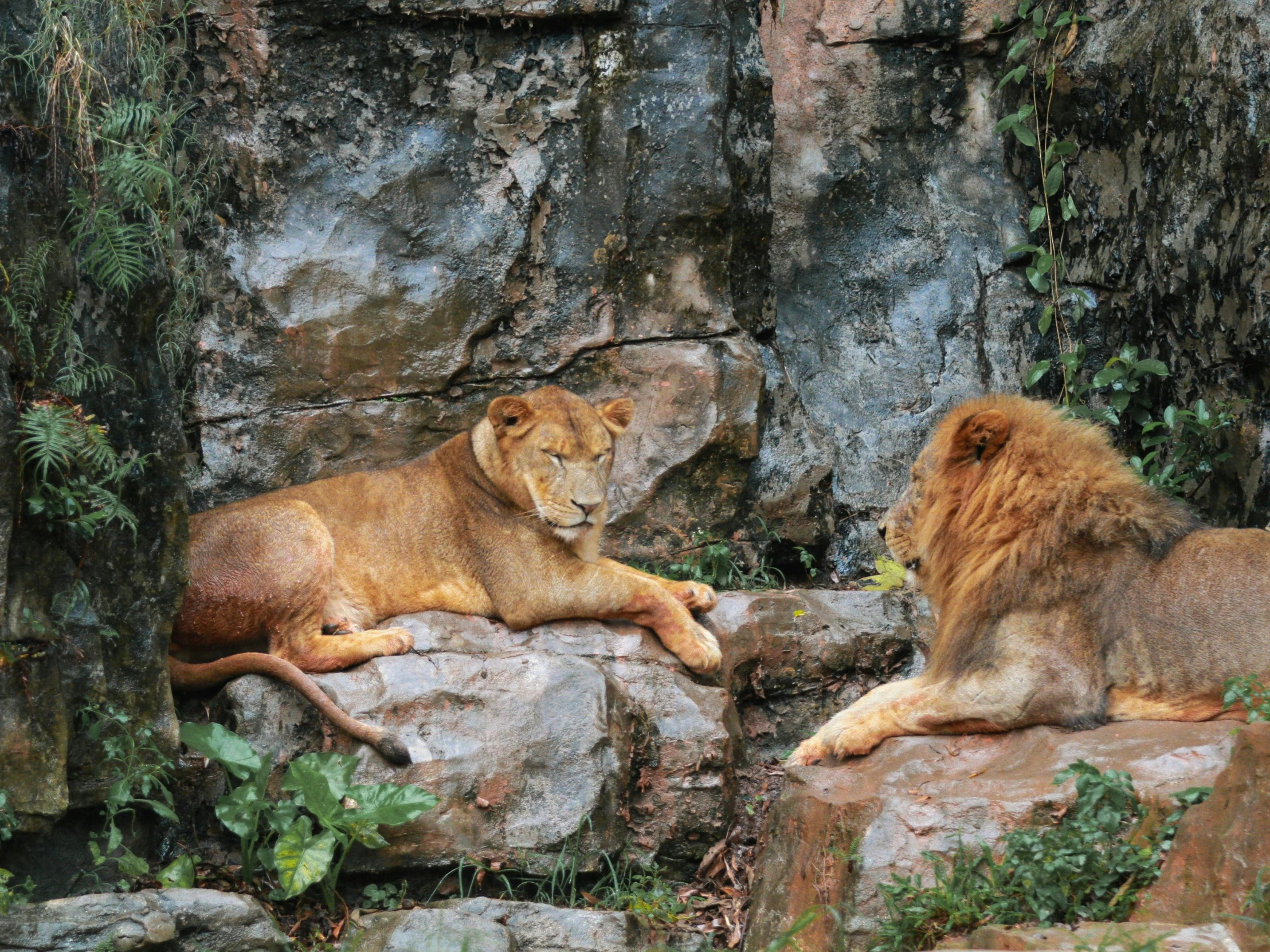 two lions sleeping on rocks next to a large boulder