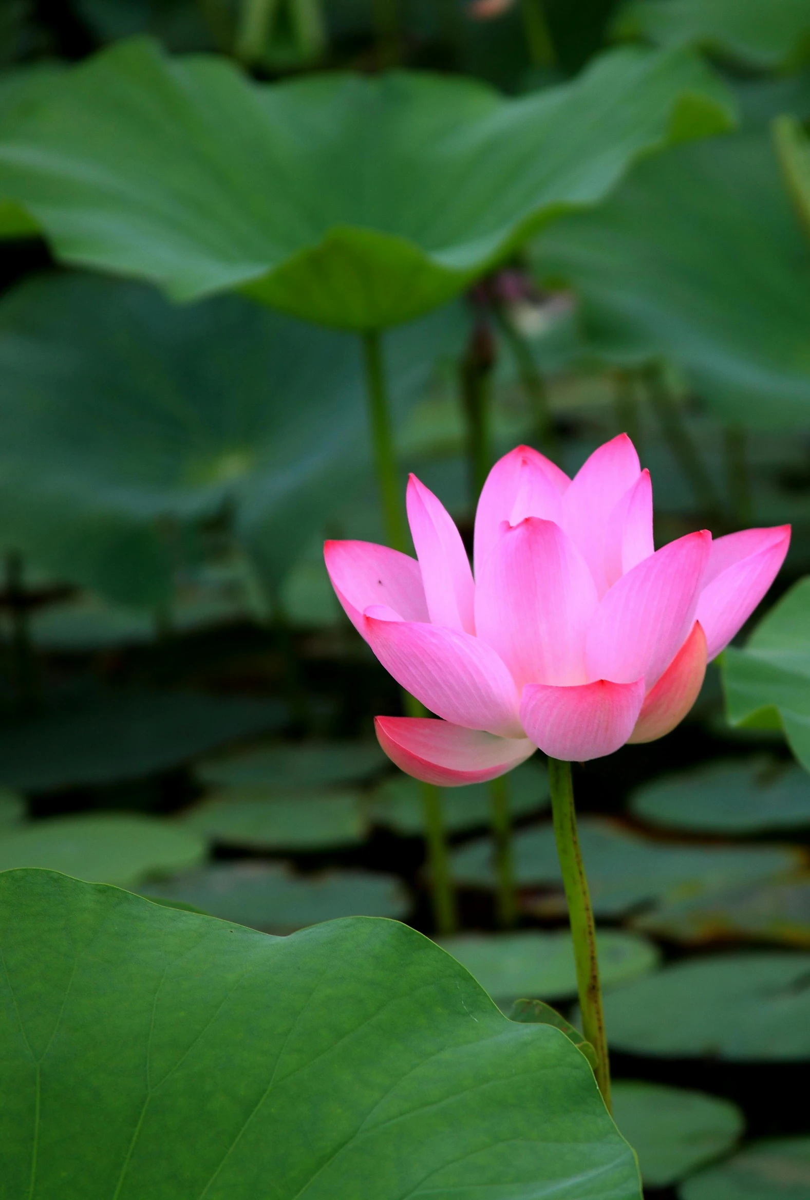 lotus flower with green leaves surrounding it on top of water