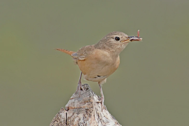 the bird with one eye is standing on a nch