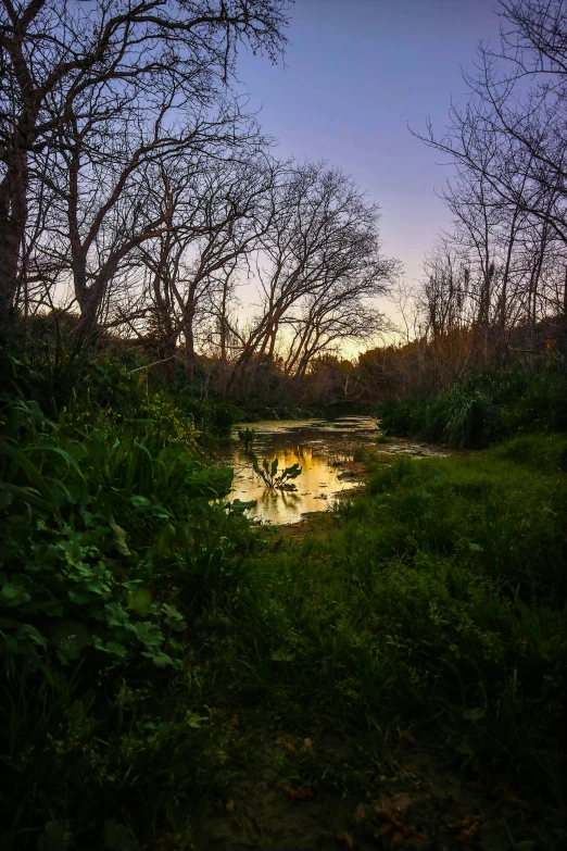 the sun shines behind the trees in the marsh