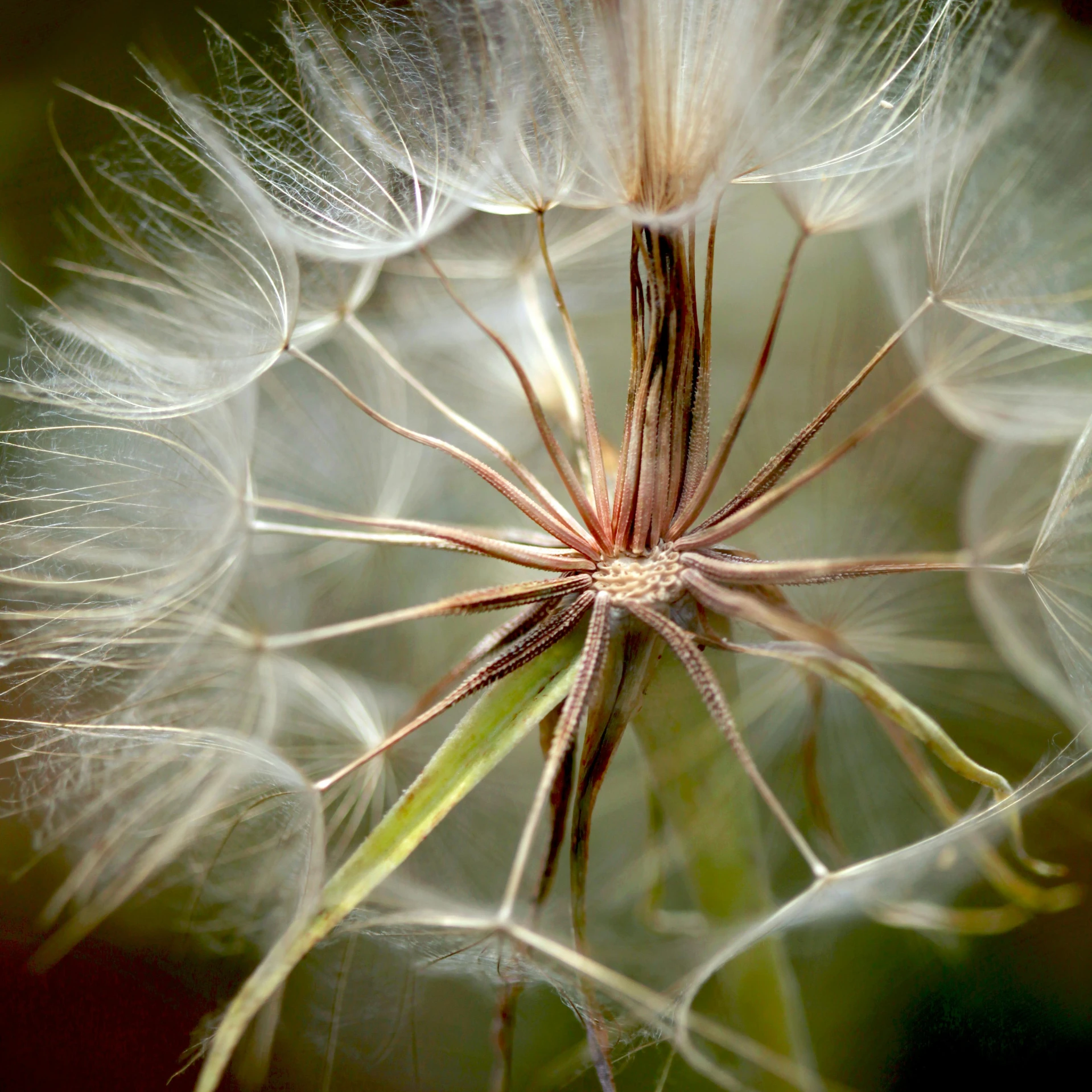 a close up view of a dandelion flower with lots of petals