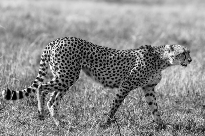 a cheetah walks on the ground in black and white