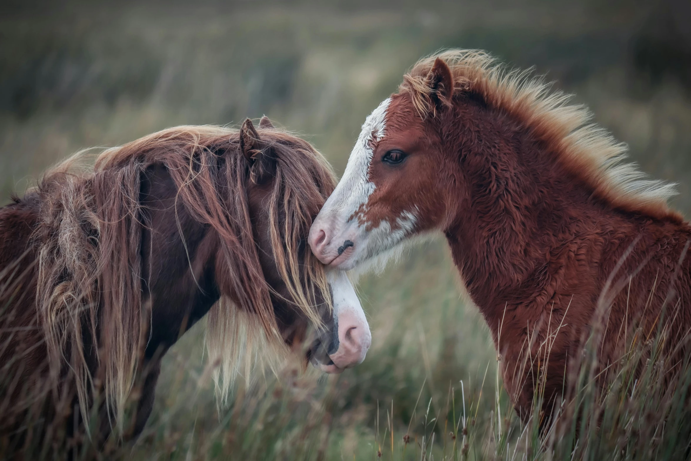 the two horses are facing each other in a field