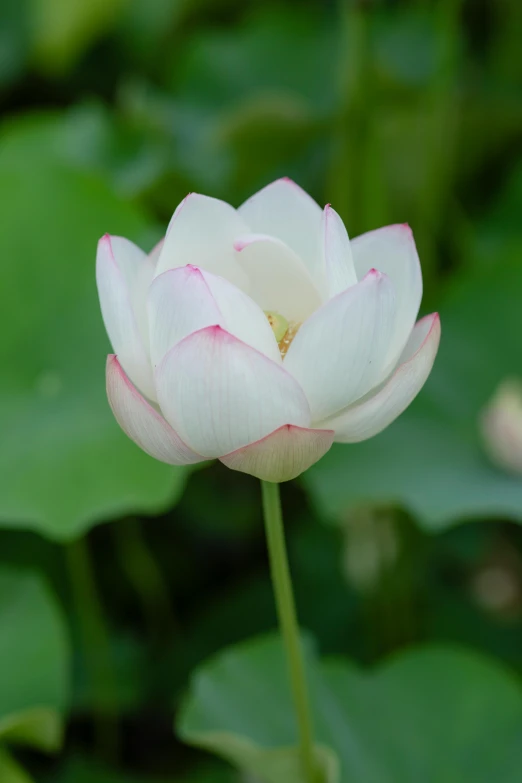 a white flower in the middle of some green leaves