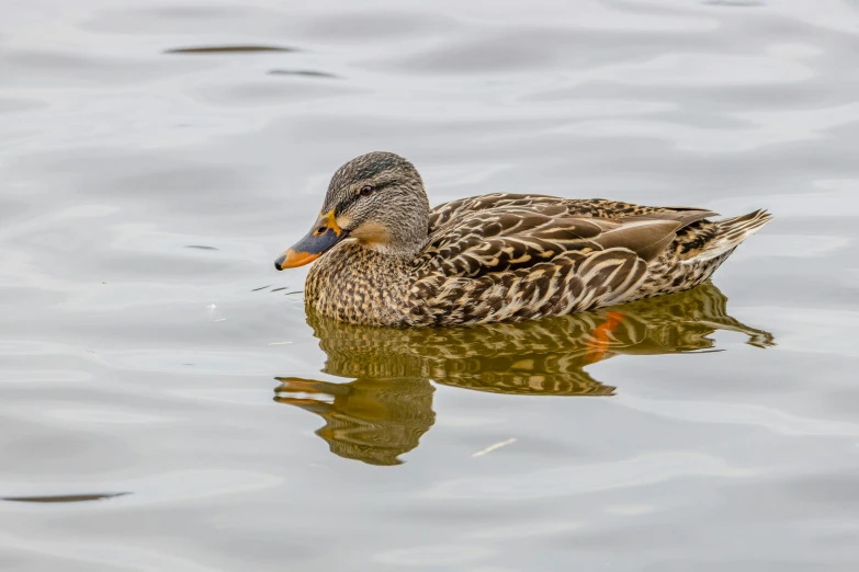 a small duck swims in the water