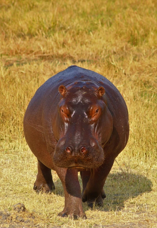 a hippopotamus is standing in some brown grass