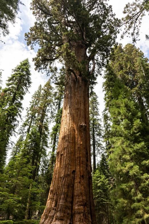 a tree that is very large and tall