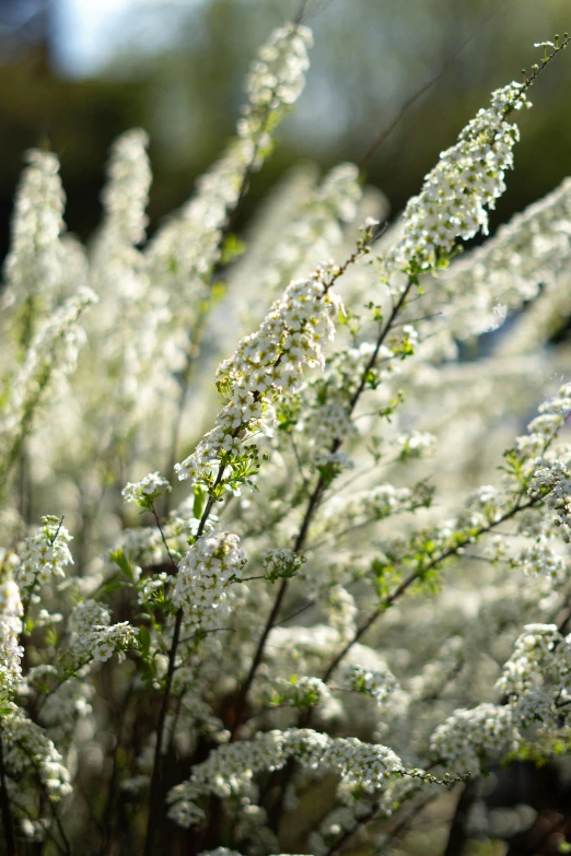 a bush of white flowers in a green garden