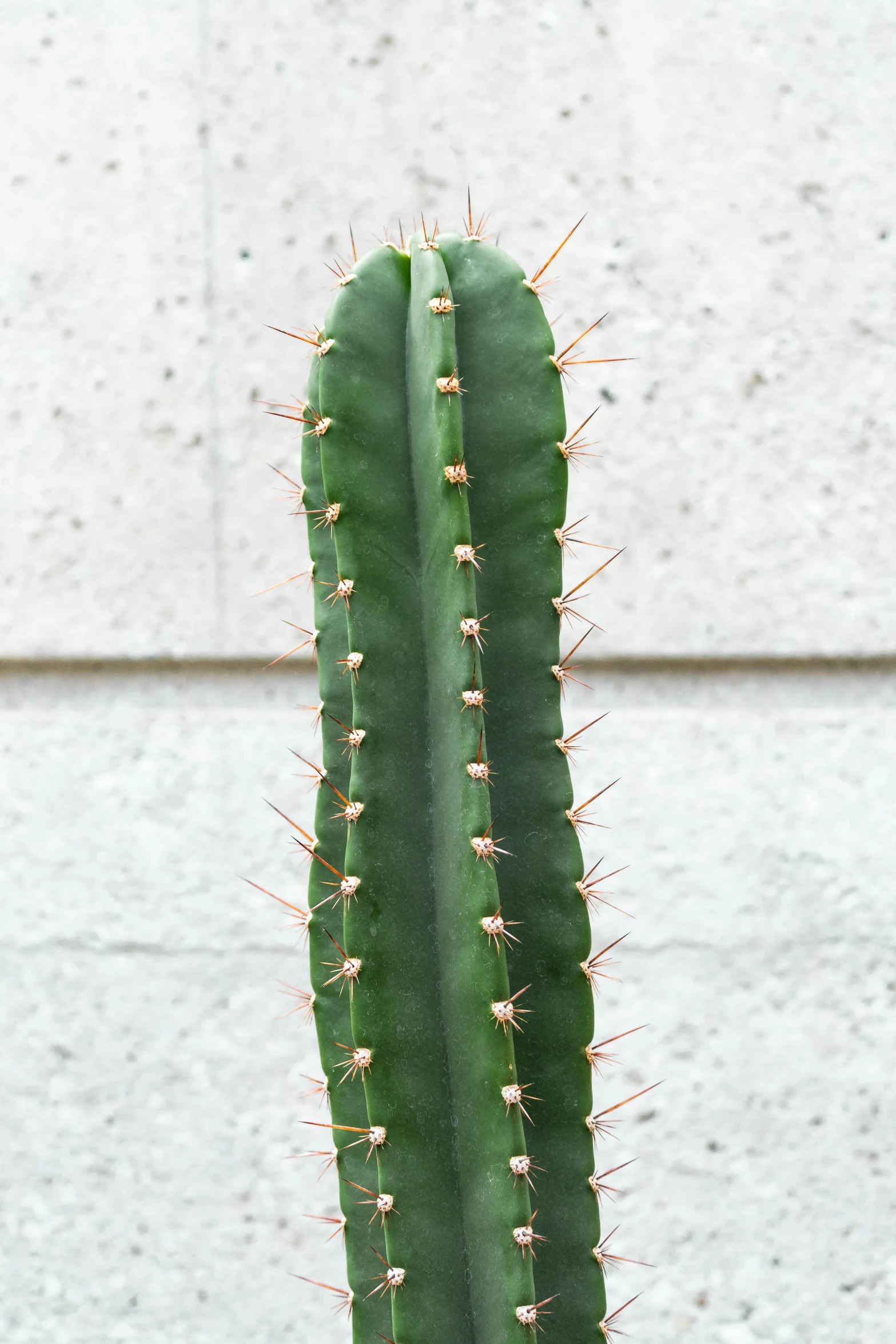 a cactus growing outside of a building with small white dots on its top