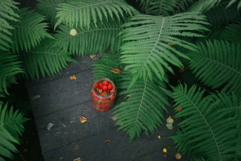 an image of a potted plant with red berries in the middle