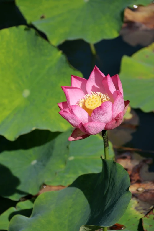 the single pink lotus flower is blooming in the water