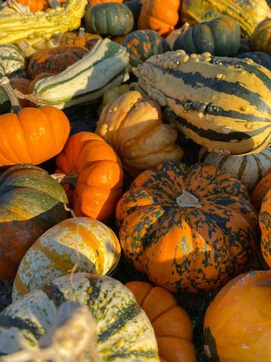 a large bunch of pumpkins with yellow and orange striped ones