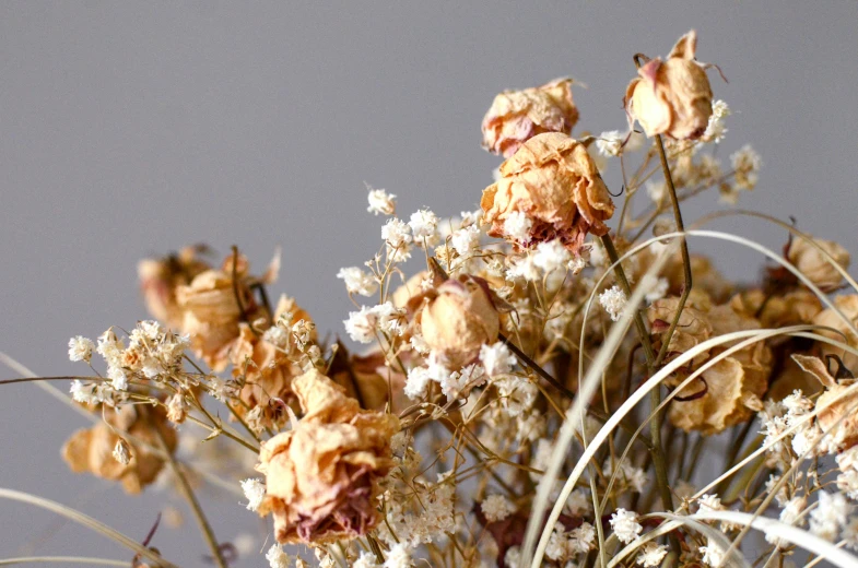 a plant with tiny flowers in the foreground