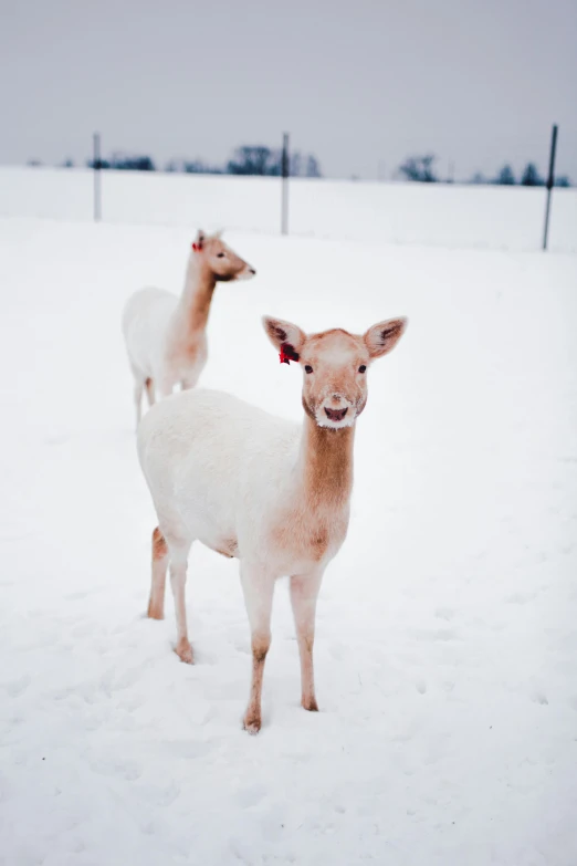 two baby deer standing in the snow near a fence